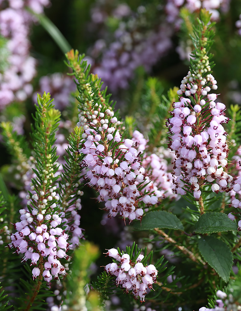 Cornish heath